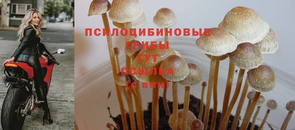 сатива Белоозёрский